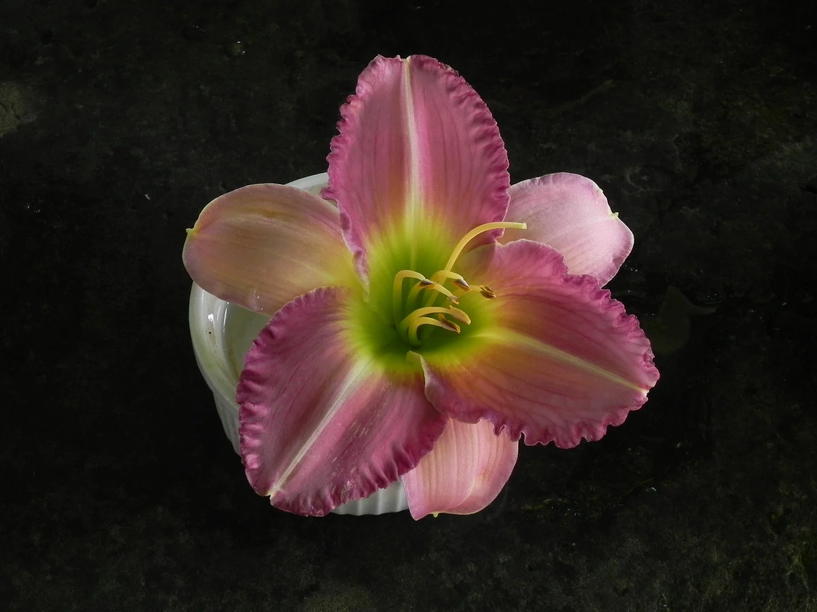 DAYLILY+8+LILIA'S+LAVENDER.jpg